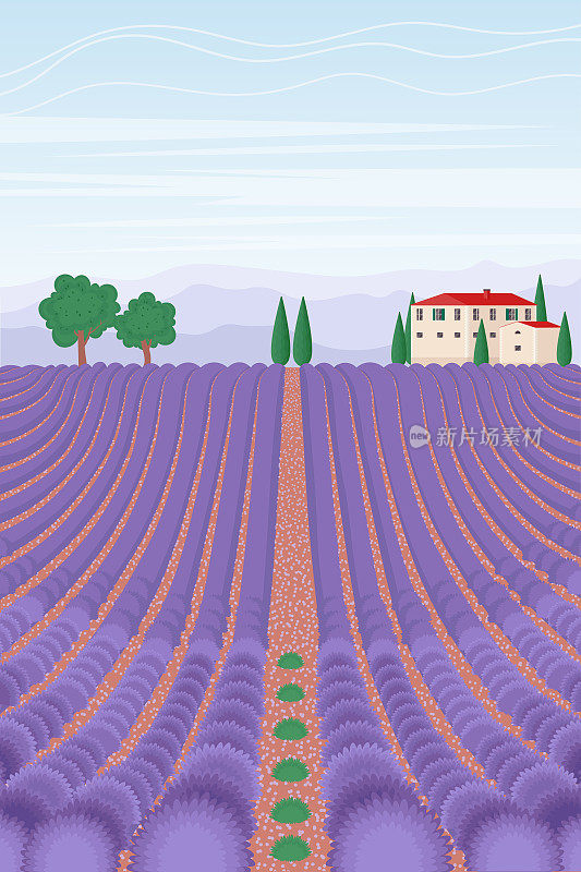 Lavender field landscape. Summer vertical background. Vector illustration in flat style
